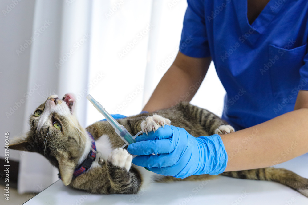 Cat on examination table of veterinarian clinic. Veterinary care. Vet doctor and cat. Cat on examination table of veterinarian clinic. Veterinary care. Vet doctor and cat.