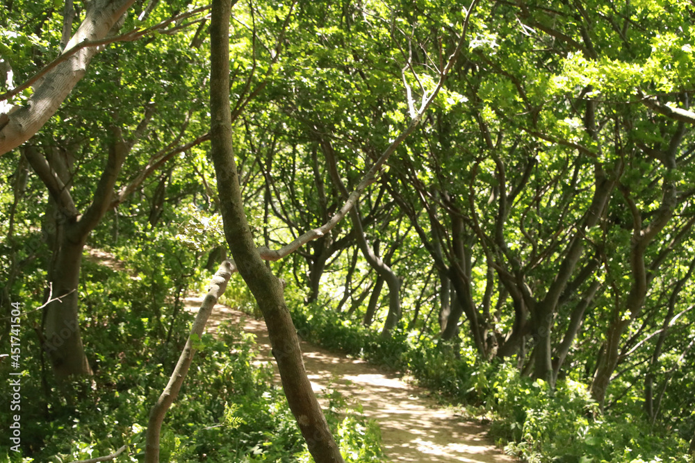 Fototapeta premium trees in the forest