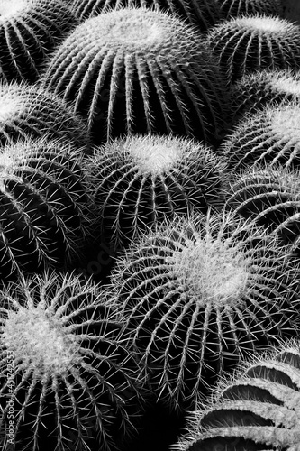 Cactus monochrome.Black and white golden barrel cactus closeup