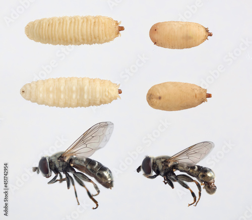 Adult fly, larvae and pupa on both sides of Eumerus strigatus or lesser bulb fly is a species of Hoverfly, from the family Syrphidae. Dangerous pest of onions, garlic and other bulbous plants  photo