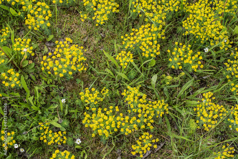 Obraz premium a meadow in dry grassland with cypress spurges