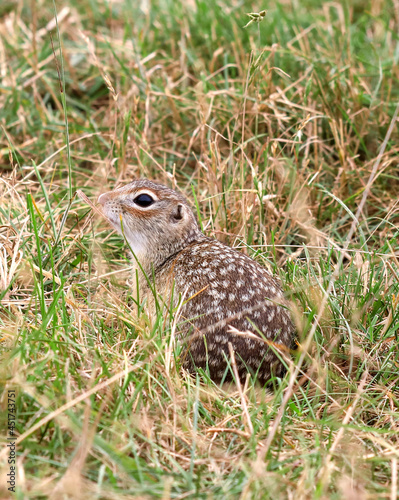 A speckled ground squirrel standing on its hind legs among the green grass