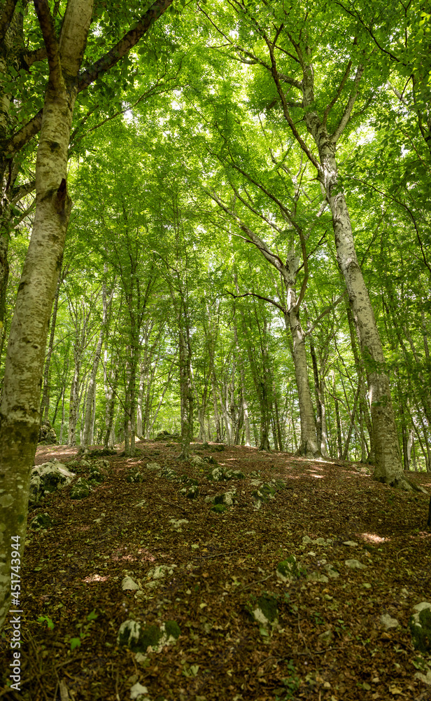 Obraz premium Mediterranean forest in summer. Luxuriant beech wood of the Italian Apennines. Monte Taburno, Benevento, Italy.