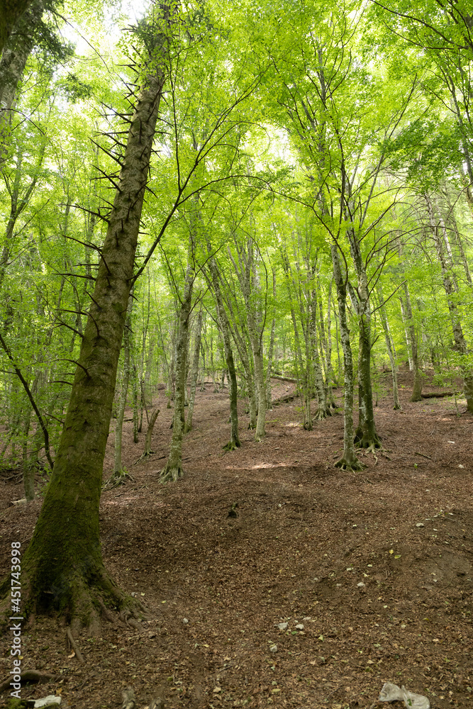 Mediterranean forest in summer. Luxuriant beech wood of the Italian Apennines. Monte Taburno, Benevento, Italy. Mediterranean forest in summer. Luxuriant beech wood of the Italian Apennines. Monte Taburno, Benevento, Italy.
