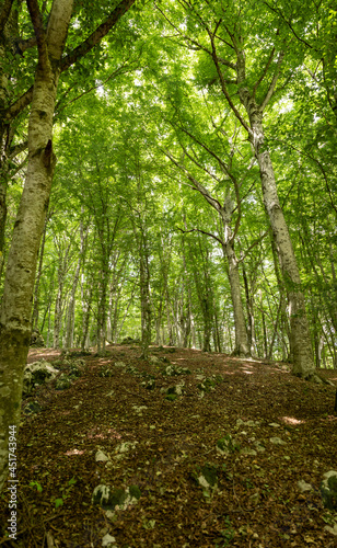 Fototapeta Naklejka Na Ścianę i Meble -  Mediterranean forest in summer. Luxuriant beech wood of the Italian Apennines. Monte Taburno, Benevento, Italy.