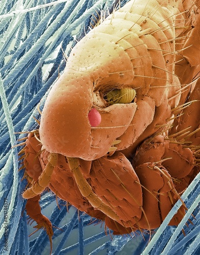 Cat flea, SEM photo