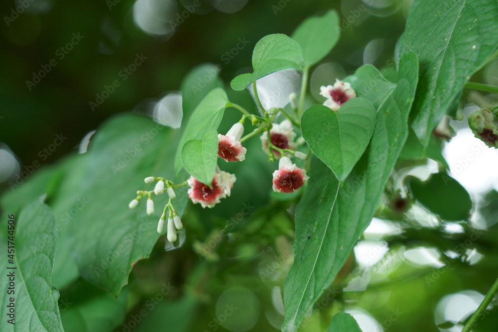 夏の野に咲く可愛いヘクソカズラの花 夏の野に咲く可愛いヘクソカズラの花