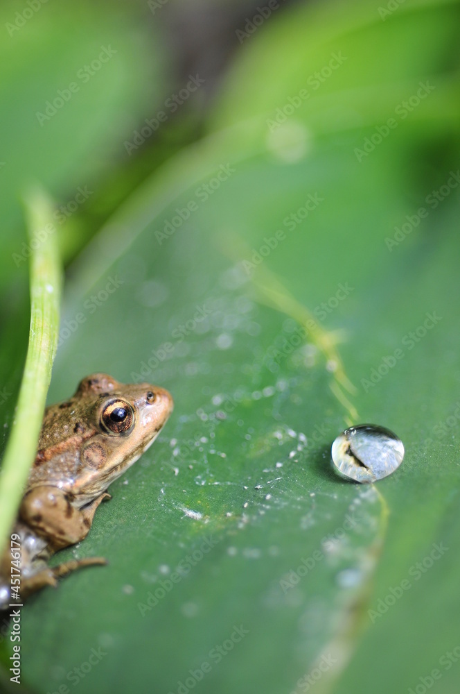 grenouille grenouille