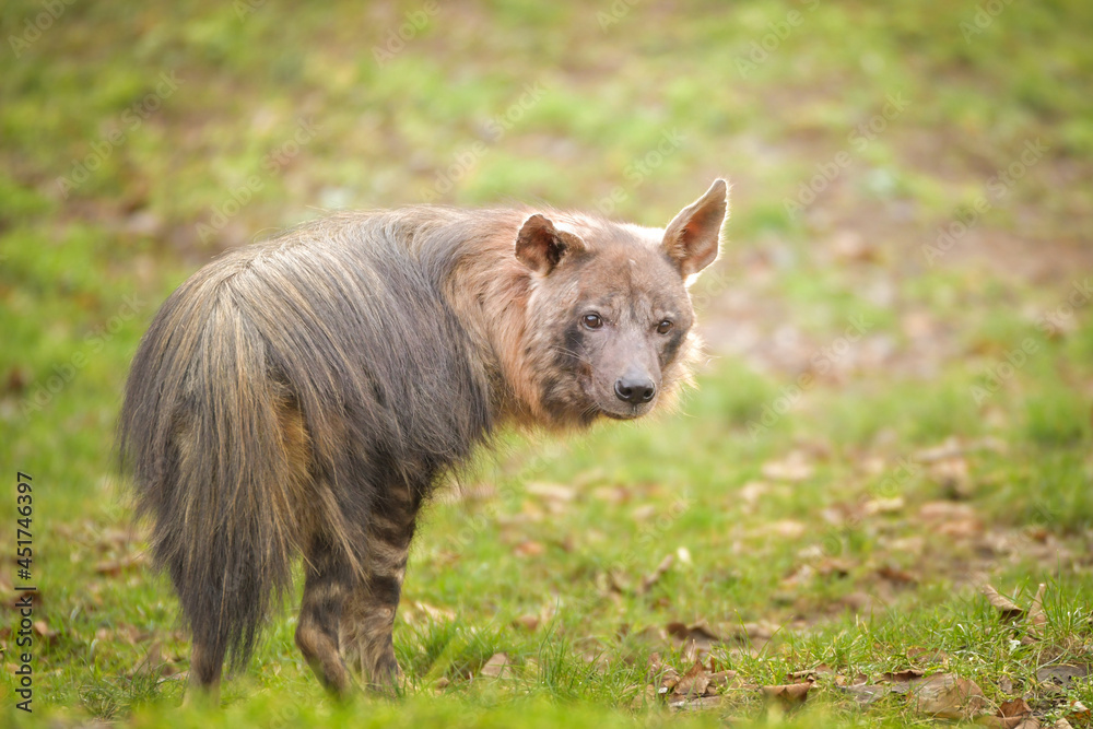 Hyaena brunnea is standing in zoo habitat. She is beautiful animal with long hair. Hyaena brunnea is standing in zoo habitat. She is beautiful animal with long hair.