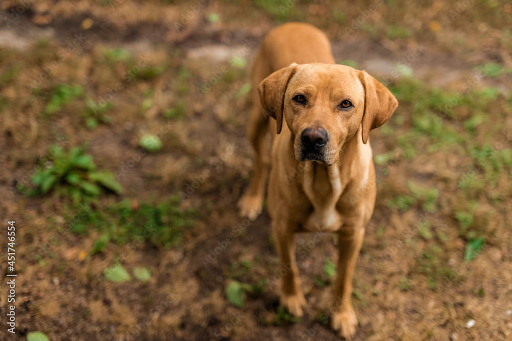 Smiling Hungarian vizsla labrador dog standing on a path against the background of a family garden. Smiling Hungarian vizsla labrador dog standing on a path against the background of a family garden.