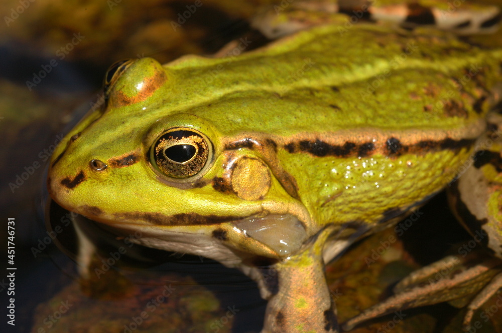 Fototapeta premium grenouille