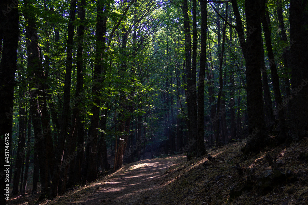Fototapeta premium Sunlight entering through the canopy of a chestnut forest in autumn. Selective focus.