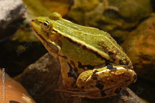 grenouille