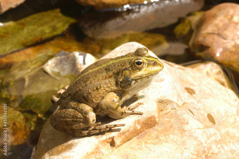 Obraz premium grenouille