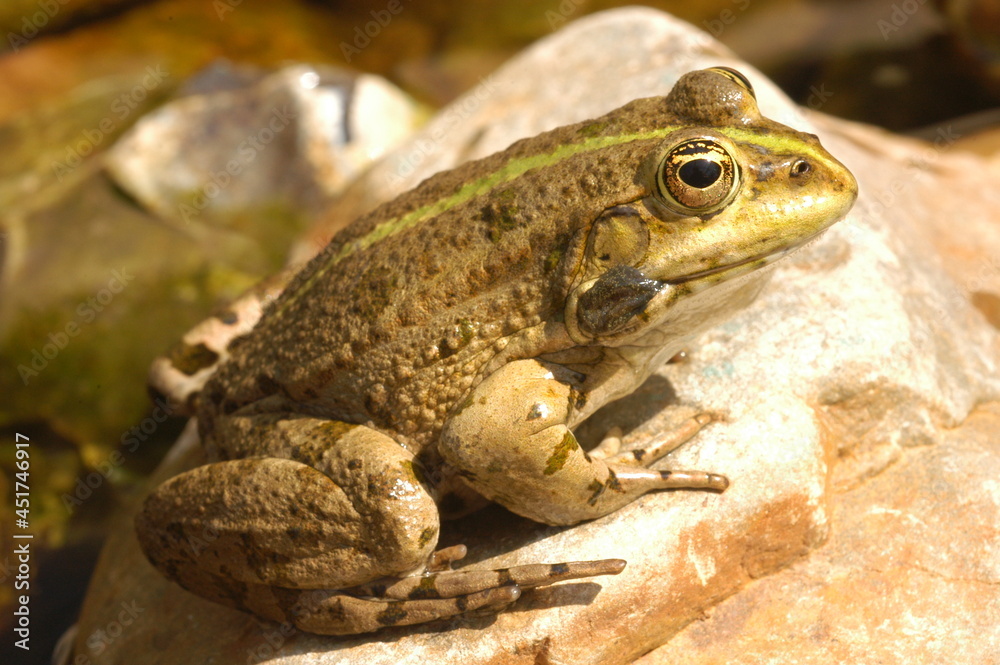 Fototapeta premium grenouille