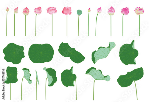 Pink lotus flowers collection design on white