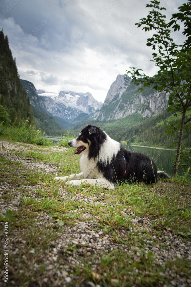 Portrait of border collie is lying in austria nature near to glossglockner.