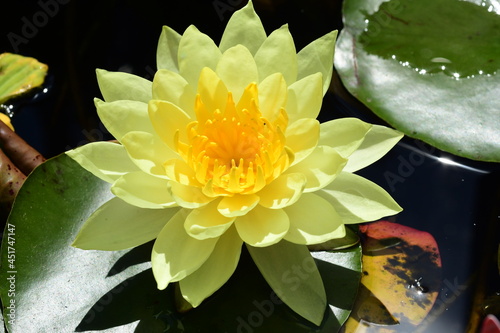 nenuphar