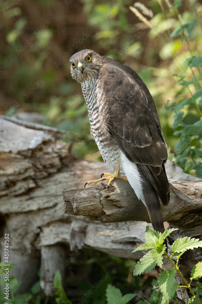 Young female Eurasian sparrow hawk at a natural water point in a pine forest with the first morning lights Young female Eurasian sparrow hawk at a natural water point in a pine forest with the first morning lights