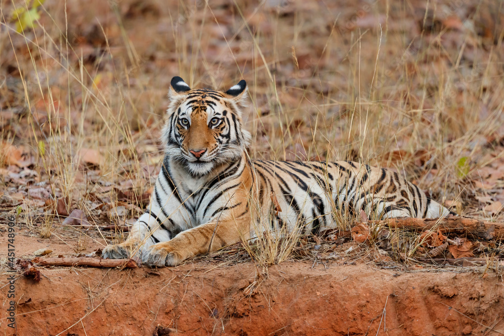 Obraz premium Bengal Tiger (Panthera tigris tigris) resting in the long dry grass in Bandhavgarh National Park in India