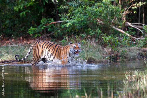 Bengal Tiger  Panthera tigris tigris  walking in the water of a small lake in Bandhavgarh National Park in India