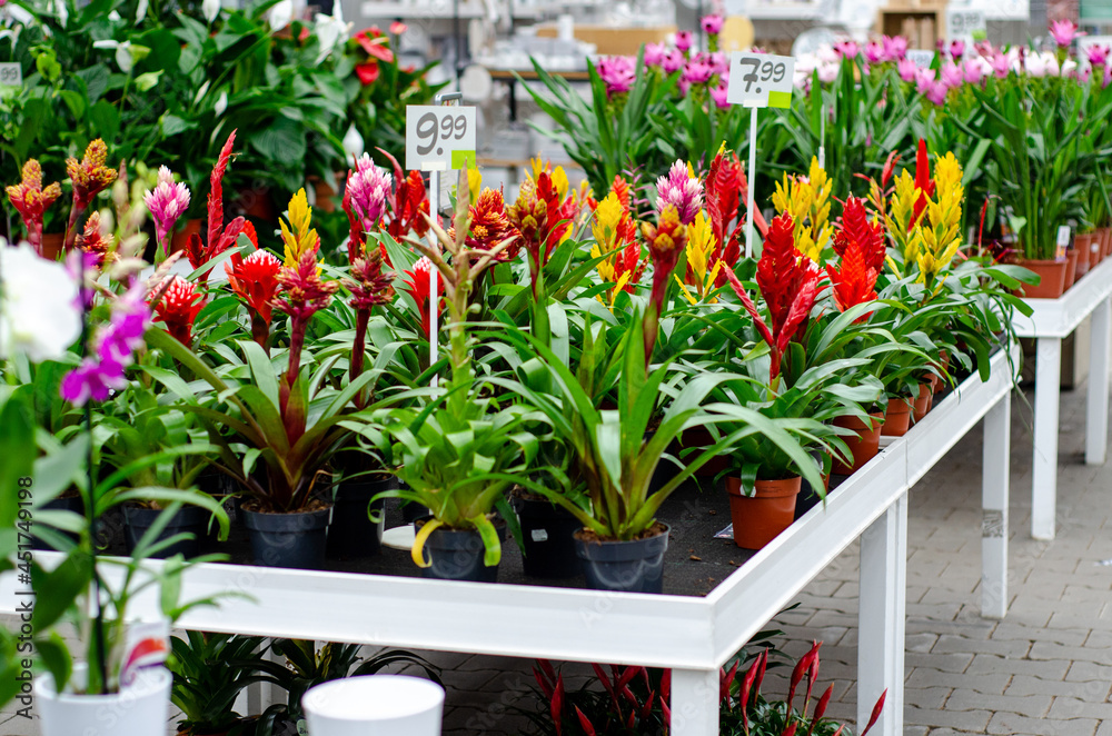 View of plants and flowers in a flowers shop