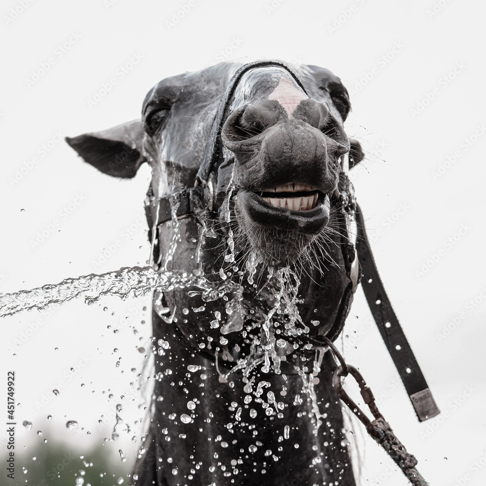 Gray horse being washed with hose in summer in stable