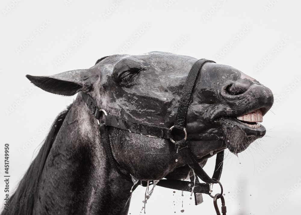 Emotions of gray sport horse during washing