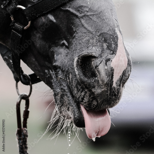 Obraz na płótnie Horse's tongue while bathing w salonie