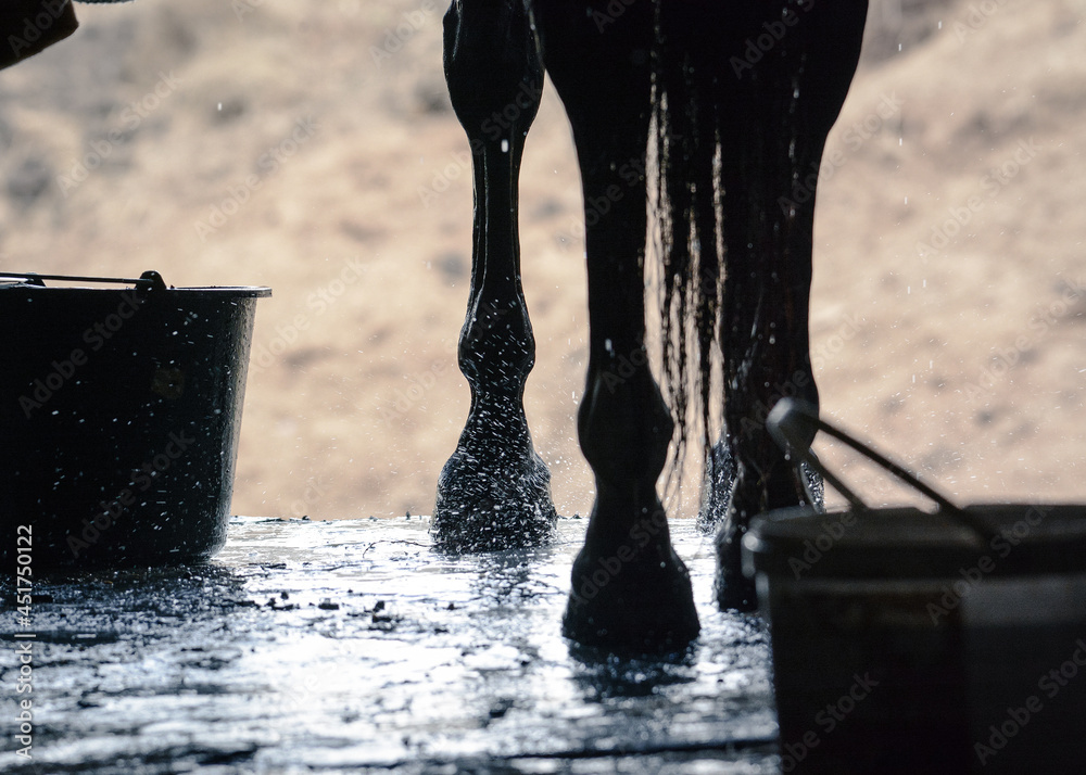 Wet legs of a sport horse during washing in stable. Details of a horse life