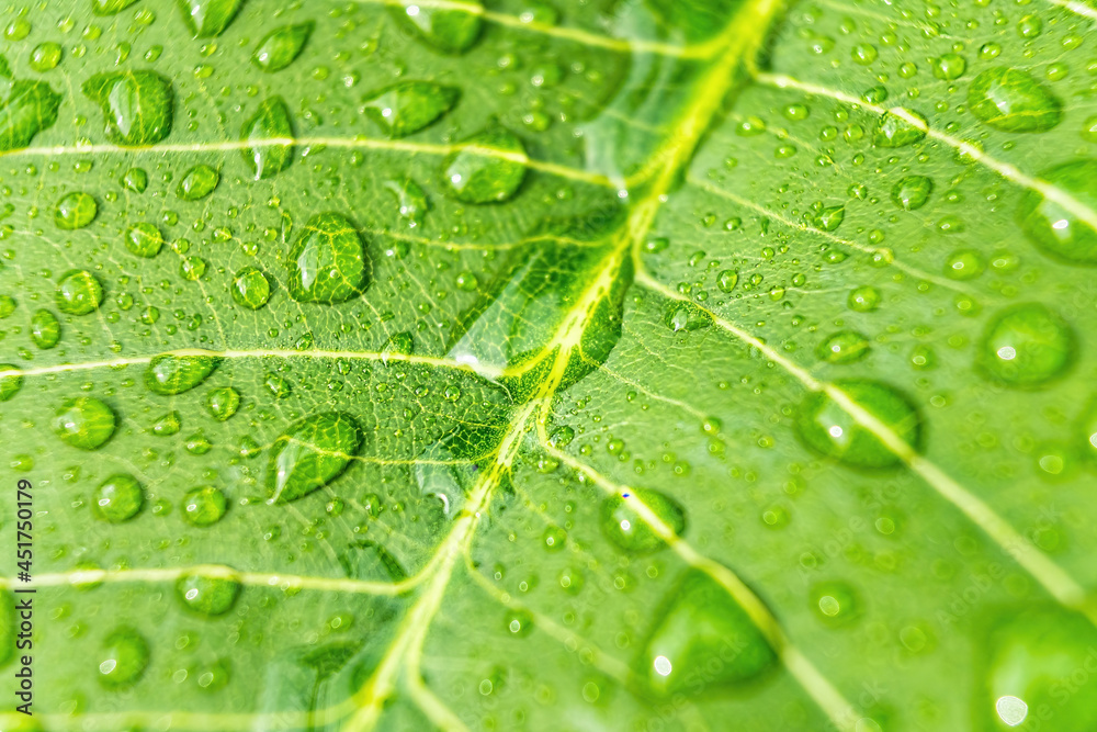 Macro closeup of Beautiful fresh green leaf with drop of water nature background. Macro closeup of Beautiful fresh green leaf with drop of water nature background.