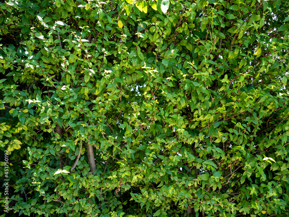 Green Leaves background for wallpaper or graphic. Green Leaves background for wallpaper or graphic.