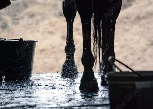 Obraz na płótnie Wet legs of a sport horse during washing in stable. Details of a horse life w salonie