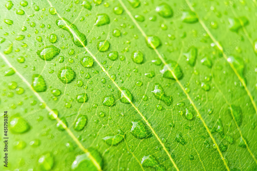 Macro closeup of Beautiful fresh green leaf with drop of water nature background. Macro closeup of Beautiful fresh green leaf with drop of water nature background.