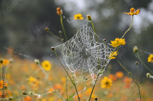 spider web with dew drops