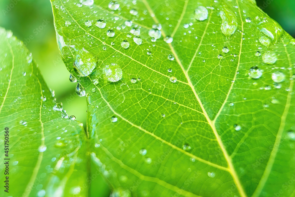 Macro closeup of Beautiful fresh green leaf with drop of water nature background. Macro closeup of Beautiful fresh green leaf with drop of water nature background.