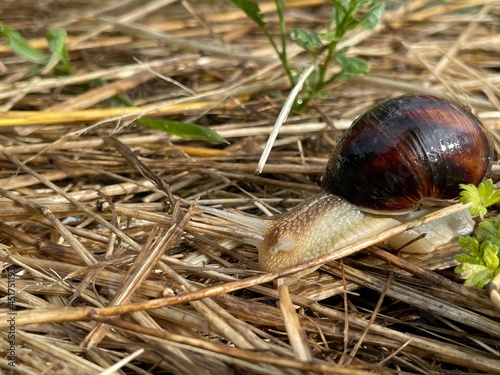 snail in the grass wildlife
