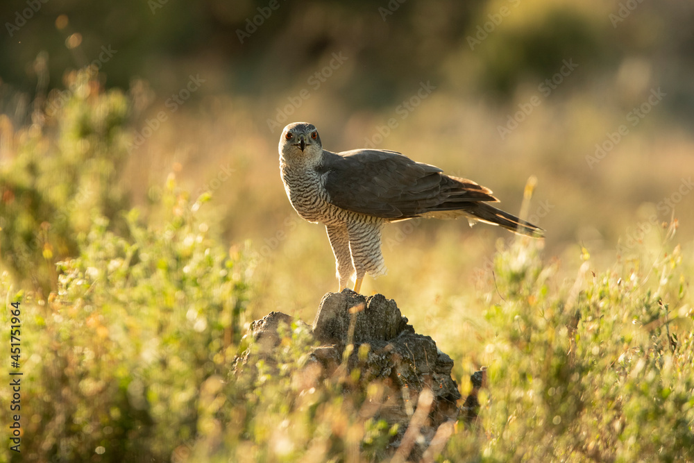 Obraz premium Adult male Northern goshawk in an oak and pine forest with the last lights of the afternoon