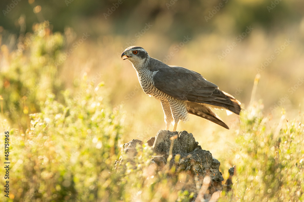 Obraz premium Adult male Northern goshawk in an oak and pine forest with the last lights of the afternoon