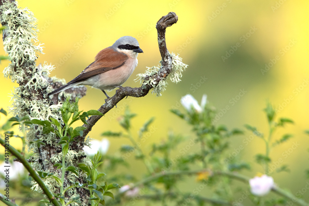 Red-backed shrike male with the first light of dawn in his breeding territory Red-backed shrike male with the first light of dawn in his breeding territory