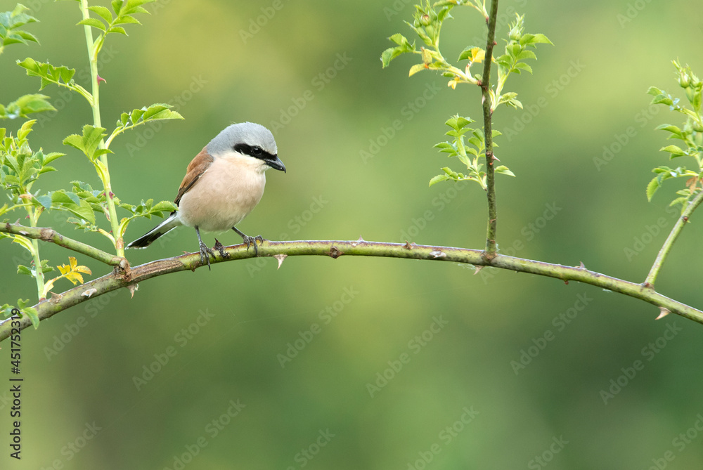 Obraz premium Red-backed shrike male with the first light of dawn in his breeding territory