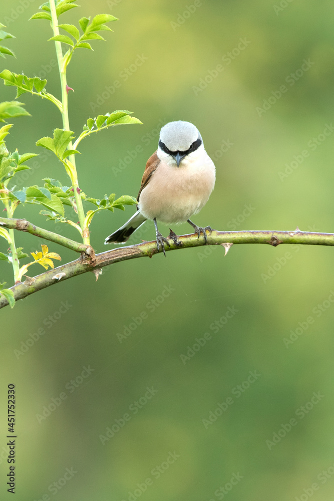 Red-backed shrike male with the first light of dawn in his breeding territory Red-backed shrike male with the first light of dawn in his breeding territory