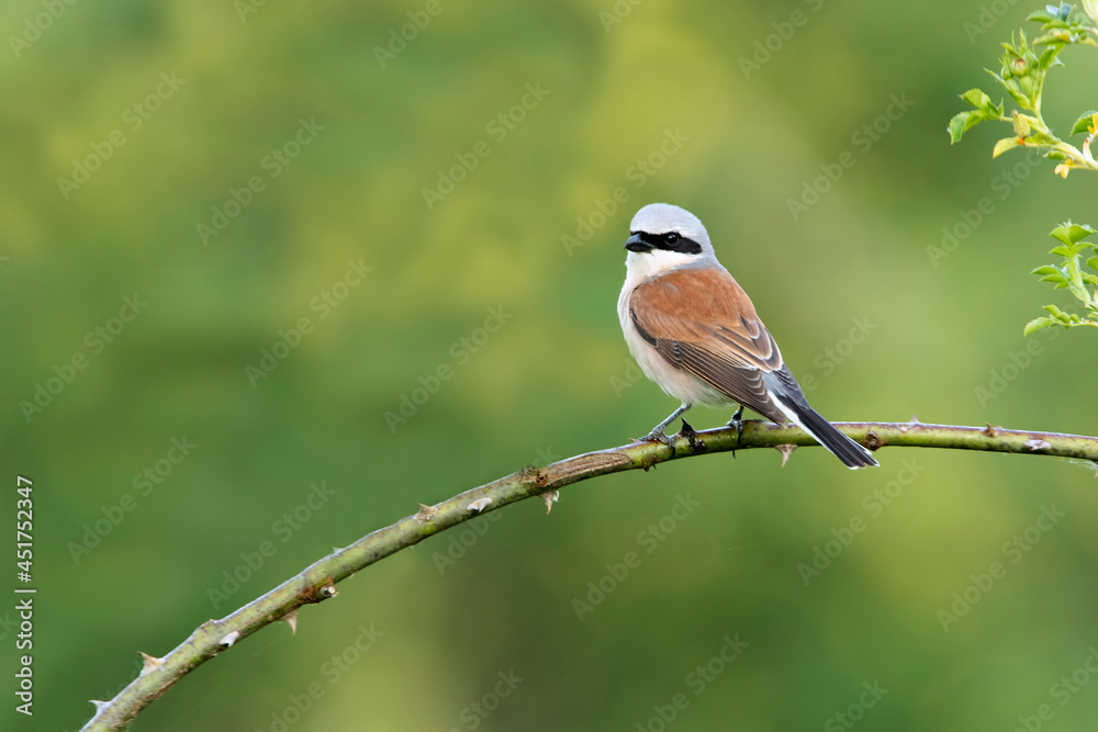 Fototapeta premium Adult male Red-backed shrike in its breeding territory with the first light of dawn