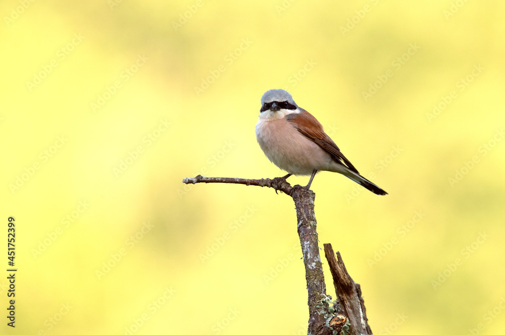 Obraz premium Red-backed shrike male with the first light of dawn in his breeding territory