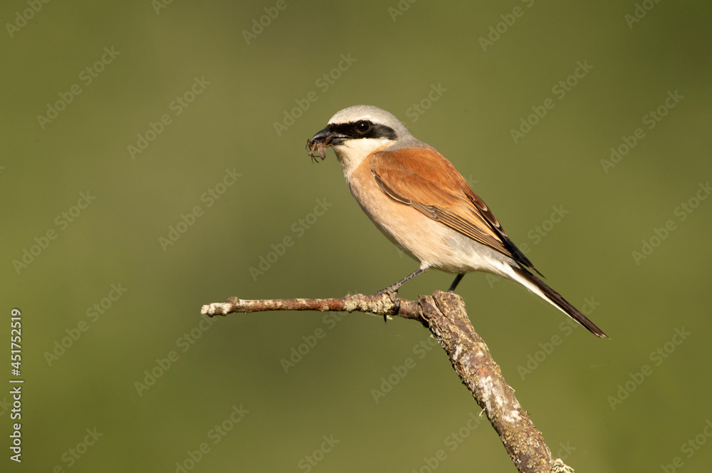 Red-backed shrike male with the first light of dawn in his breeding territory