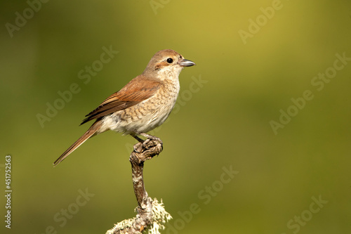 Red-backed shrike female with last daylight on her favorite perch