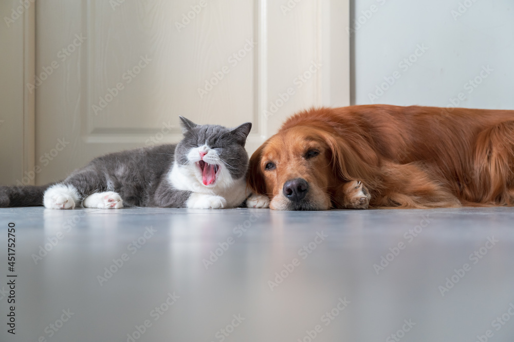 Golden Retriever and British Shorthair get close