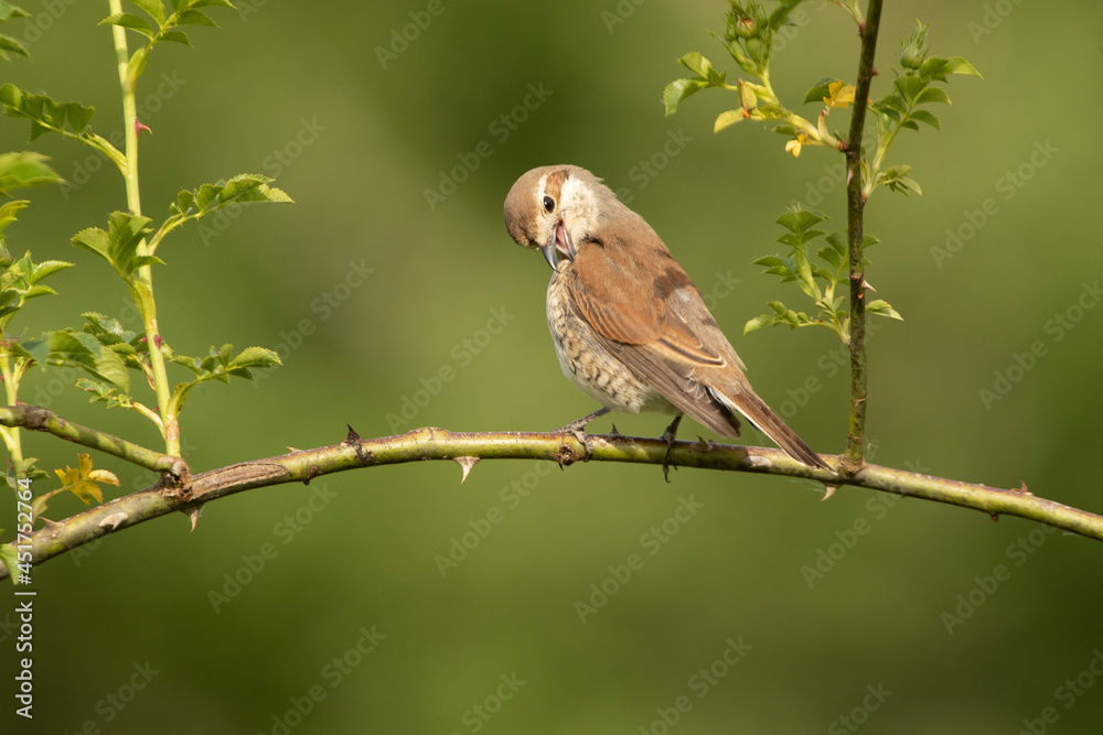Fototapeta premium Female Red-backed shrike at her favorite watchtower within her breeding territory with the first light of dawn