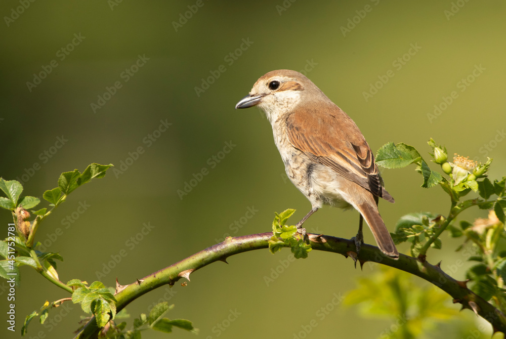 Female Red-backed shrike at her favorite watchtower within her breeding territory with the first light of dawn