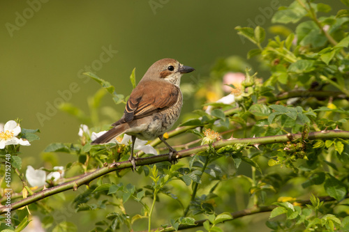 Female Red-backed shrike at her favorite watchtower within her breeding territory with the first light of dawn